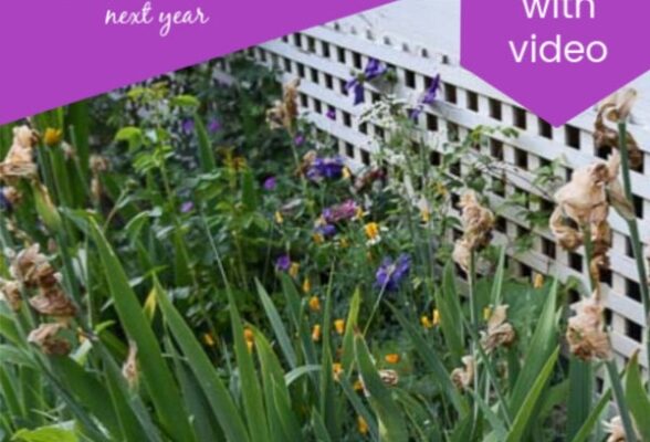 Iris Care Guide: Tips For Growing And Nurturing Your Beautiful Iris Plant