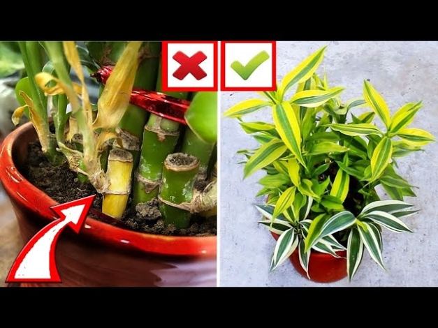 Lucky Bamboo CARE MISTAKES You MUST AVOID! - YouTube