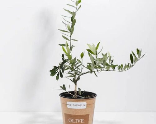 Olive Plant Care: Mastering The Art Of Nurturing Your Green Companion