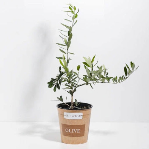 Olive Plant Care: Mastering The Art Of Nurturing Your Green Companion