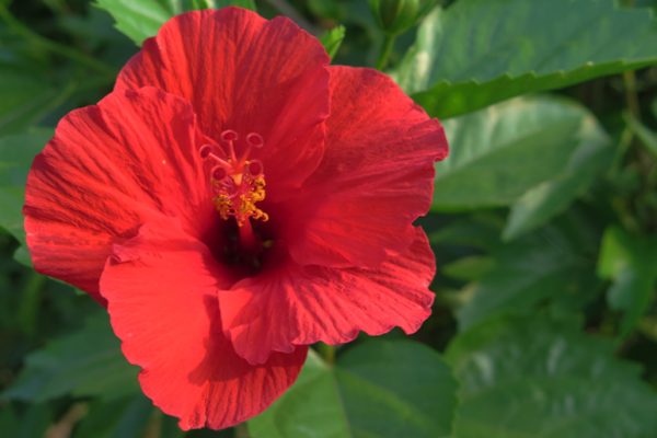 Ultimate Guide To Caring For Your Hibiscus Plant: Tips And Tricks For Thriving Blooms