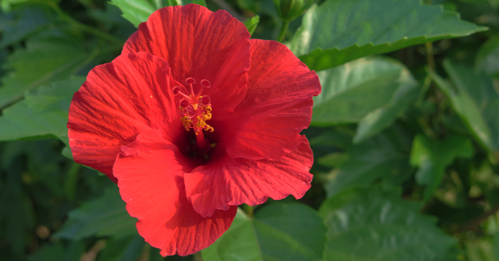 Ultimate Guide To Caring For Your Hibiscus Plant: Tips And Tricks For Thriving Blooms