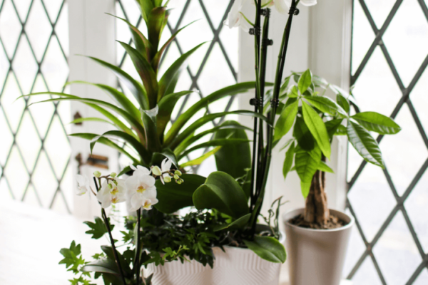 Blooming Beauty: Top Tips For Orchid House Plant Care