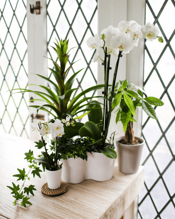 Blooming Beauty: Top Tips For Orchid House Plant Care