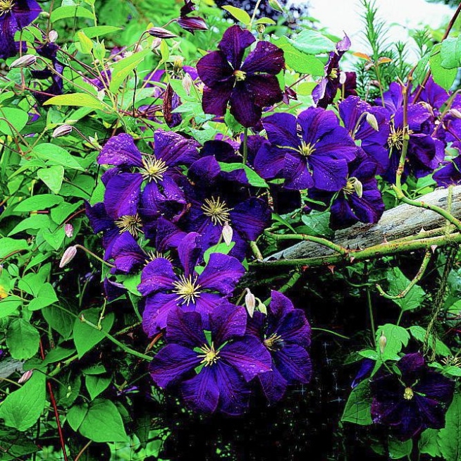 Our Guide To Clematis Care For Show Stopping Blooms