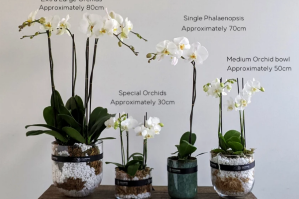 Orchid Care Made Easy: Tips For Keeping Your Plant Happy And Healthy