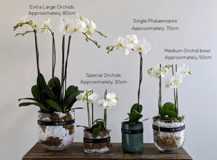 Orchid Care Made Easy: Tips For Keeping Your Plant Happy And Healthy