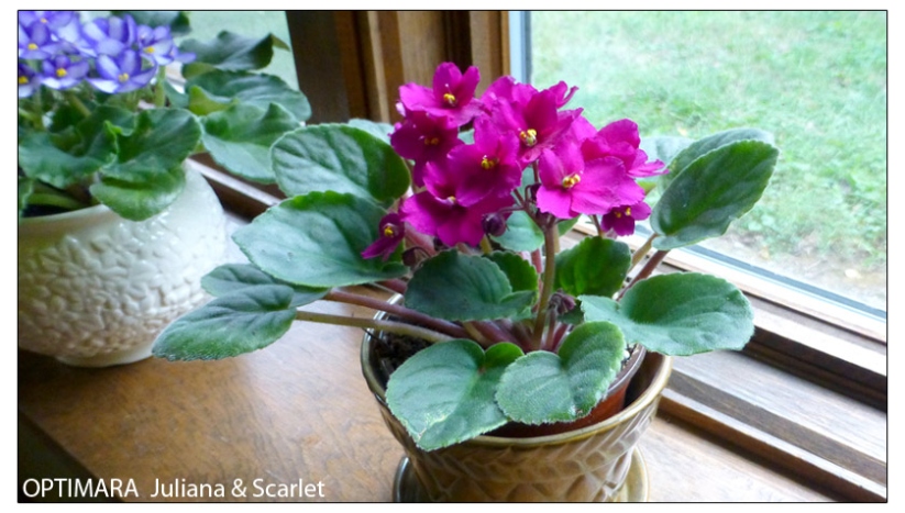 Plant Care Instructions For African Violets