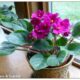 Violet Plant Love: Top Tips For Thriving Orchid Care