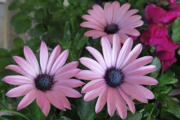 Ultimate Guide To Perfectly Caring For Your Delicate Daisy Plants