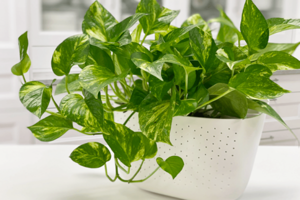 Golden Pothos Care Guide: Tips For Thriving With This Stunning Indoor Plant