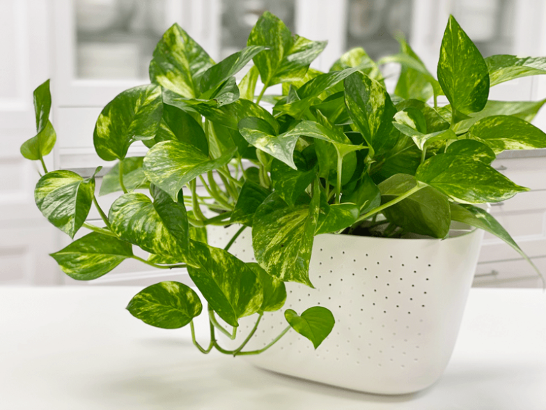 Golden Pothos Care Guide: Tips For Thriving With This Stunning Indoor Plant