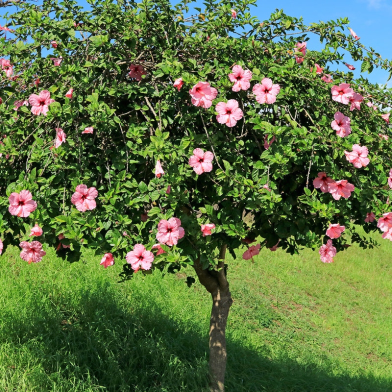 Seminole Pink Hibiscus Tree For Sale  Buy Hibiscus Plants