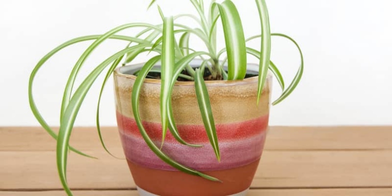 Spider Plant Care - How To Grow & Maintain An Airplane Plant