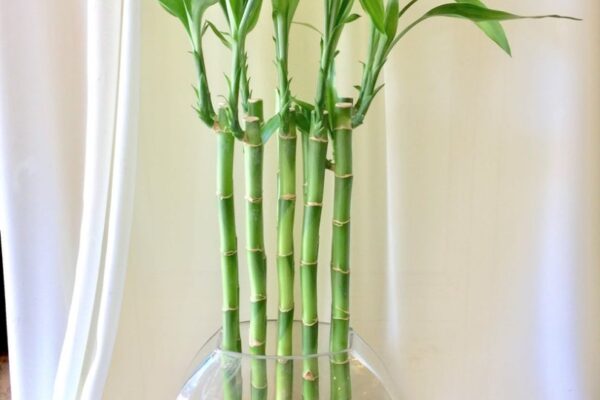 Bamboo Bliss: Ultimate Guide To Caring For Your House Plant