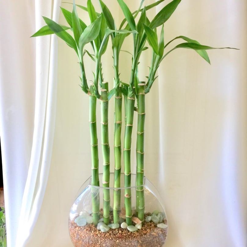 Bamboo Bliss: Ultimate Guide To Caring For Your House Plant