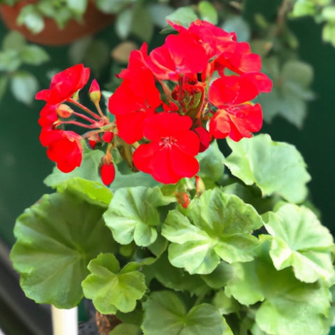 The Top  Geranium Plant Care Tips To Keep Your Home Looking