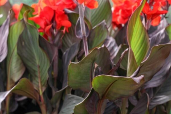 Canna Care: Tips For Nurturing Vibrant And Thriving Canna Plants