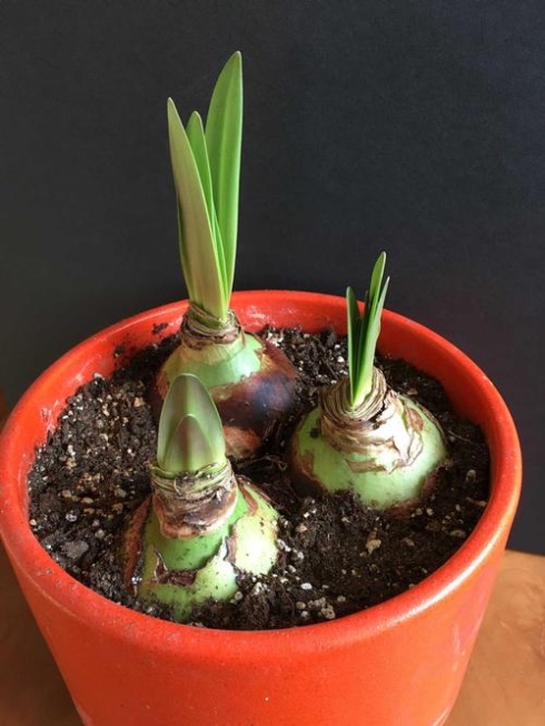 Tips For Growing Amaryllis