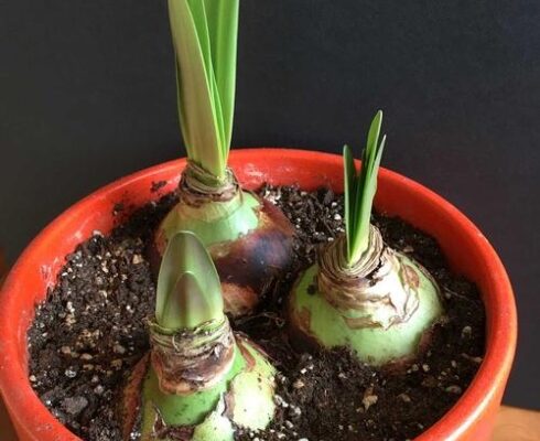 Easy Amaryllis Care Tips: Keep Your Plant Happy And Blooming!