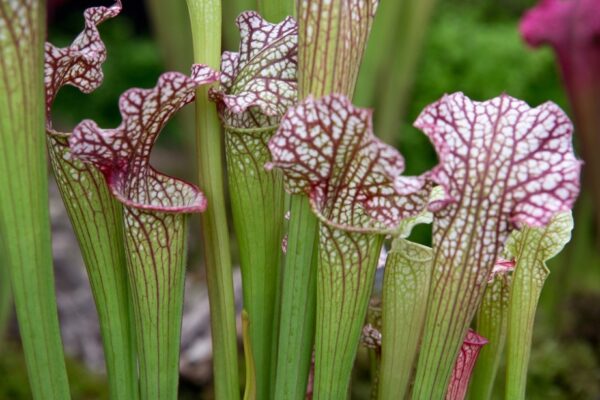 Ultimate Guide: Mastering The Art Of Caring For Carnivorous Plants