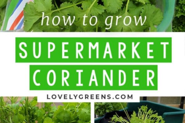 Green Thumb Guide: Mastering The Art Of Caring For Your Coriander Plant