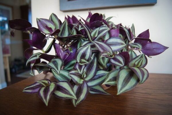 Ultimate Guide: Caring For Your Wandering Jew Plant Like A Pro!