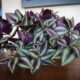 Ultimate Guide: Caring For Your Wandering Jew Plant Like A Pro!