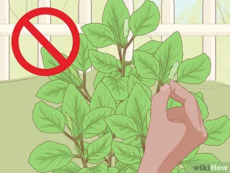 Indoor Basil Care: Essential Tips For Thriving Herb Plants