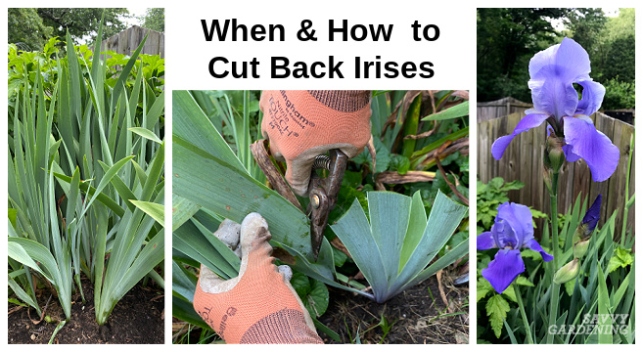 When To Cut Back Irises For Healthier, More Attractive Plants