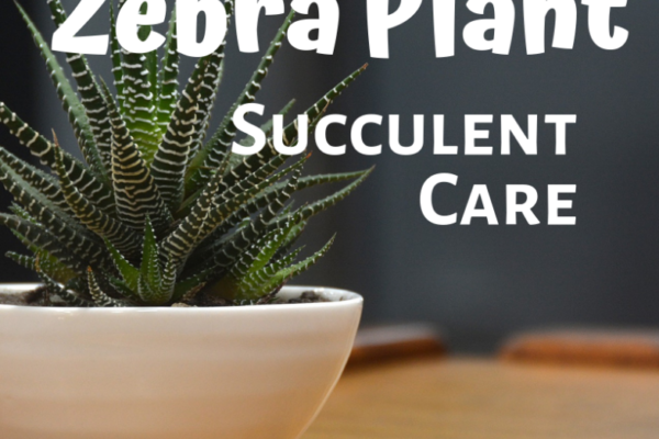 Zebra Plant Care Guide: Tips For Nurturing Your Striking Succulent