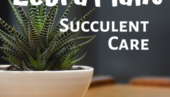 Zebra Plant Care Guide: Tips For Nurturing Your Striking Succulent