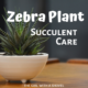 Zebra Plant Care Guide: Tips For Nurturing Your Striking Succulent