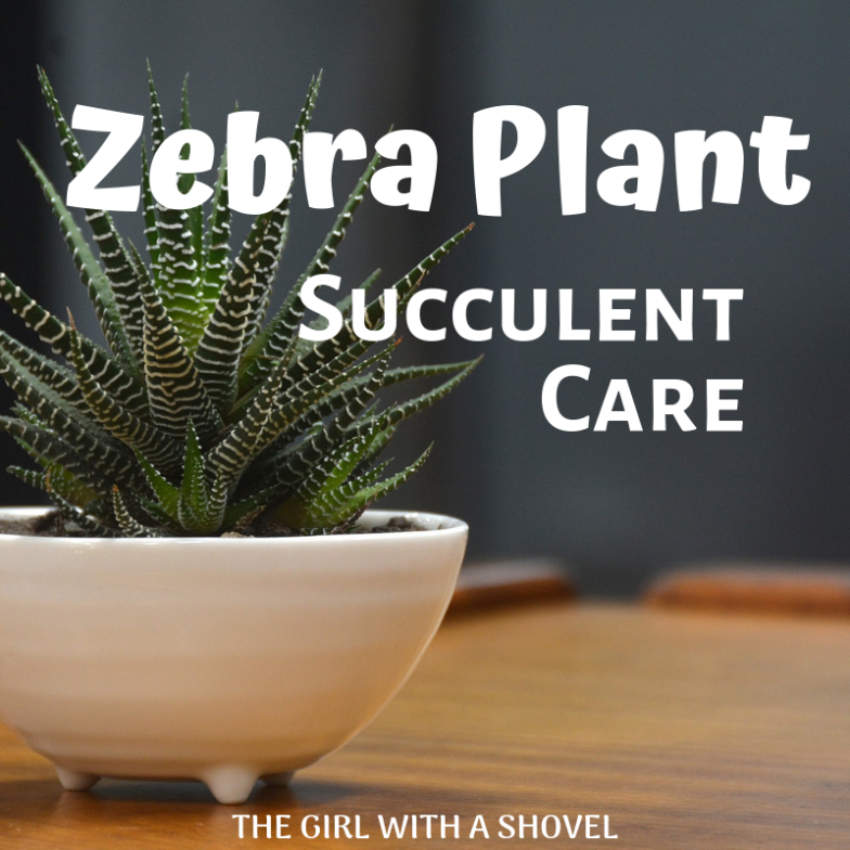 Zebra Plant Care Guide: Tips For Nurturing Your Striking Succulent